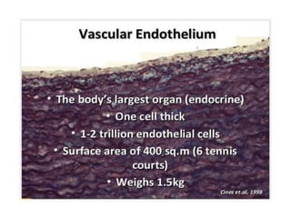 Endothelium in health and diseases | PPTX