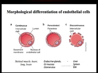 Endothelium in health and diseases | PPTX