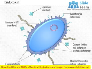 Enterotoxin
(diarrhea)
Endotoxin in LPS
layer (fever)
Type I fimbriae
(adherence)
Cytotoxin (inhibits
host cell protein
synthesis: adherence)
Flagellum (motility) vi
antigen (adherence;
inhibits phagocyte killing)
O antigen (inhibits
phagocyte killing)
Endotoxin
 