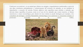 Carnívoros: un carnívoro , es un animal que obtiene sus energías y requerimientos nutricionales a través de
una dieta consistente principalmente o exclusivamente del consumo de animales, ya sea mediante la
depredación o consumo de carroña. Existen adjetivos más específicos para referirse a animales que
devoran clases específicas de presas, como en el caso de los animales que comen insectos, se llaman
insectívoros o mejor entomófagos, pero dentro de éstos todavía se puede distinguir, por ejemplo, a los
comedores de hormigas y termitas llamándolos mirmecófagos. Los carnívoros se encuentran siempre en
posiciones avanzadas de la cadena trófica.
 