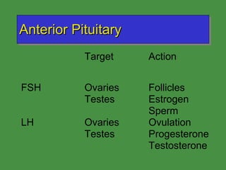 Anterior Pituitary 