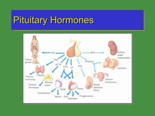 Pituitary Hormones 