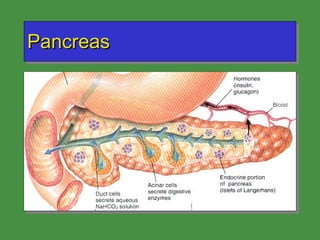 Pancreas 