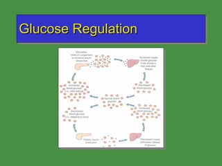 Glucose Regulation 
