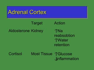 Adrenal Cortex 