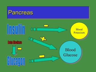 Pancreas Blood Glucose Insulin Glucagon + - Blood Potassium Beta Blockers - - 