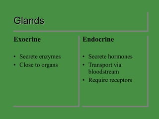 Glands Exocrine Secrete enzymes Close to organs Endocrine Secrete hormones Transport via bloodstream Require receptors 
