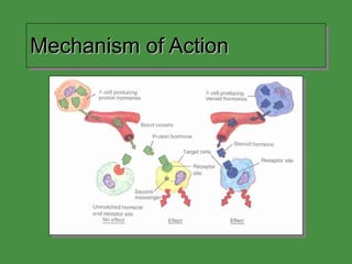 Mechanism of Action 