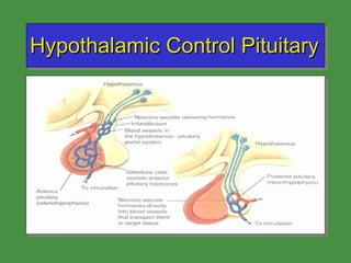 Hypothalamic Control Pituitary 