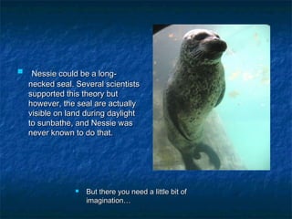  Nessie ccoouulldd bbee aa lloonngg-- 
nneecckkeedd sseeaall.. SSeevveerraall sscciieennttiissttss 
ssuuppppoorrtteedd tthhiiss tthheeoorryy bbuutt 
hhoowweevveerr,, tthhee sseeaall aarree aaccttuuaallllyy 
vviissiibbllee oonn llaanndd dduurriinngg ddaayylliigghhtt 
ttoo ssuunnbbaatthhee,, aanndd NNeessssiiee wwaass 
nneevveerr kknnoowwnn ttoo ddoo tthhaatt.. 
 BBuutt tthheerree yyoouu nneeeedd aa lliittttllee bbiitt ooff 
iimmaaggiinnaattiioonn…… 
 