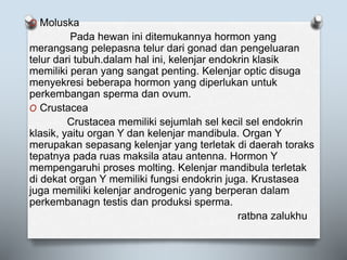 O Moluska
Pada hewan ini ditemukannya hormon yang
merangsang pelepasna telur dari gonad dan pengeluaran
telur dari tubuh.dalam hal ini, kelenjar endokrin klasik
memiliki peran yang sangat penting. Kelenjar optic disuga
menyekresi beberapa hormon yang diperlukan untuk
perkembangan sperma dan ovum.
O Crustacea
Crustacea memiliki sejumlah sel kecil sel endokrin
klasik, yaitu organ Y dan kelenjar mandibula. Organ Y
merupakan sepasang kelenjar yang terletak di daerah toraks
tepatnya pada ruas maksila atau antenna. Hormon Y
mempengaruhi proses molting. Kelenjar mandibula terletak
di dekat organ Y memiliki fungsi endokrin juga. Krustasea
juga memiliki kelenjar androgenic yang berperan dalam
perkembanagn testis dan produksi sperma.
ratbna zalukhu
 
