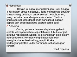 O Nematoda
Hewan ini dapat mengalami ganti kulit hingga
4 kali dalam siklus hidupnya., serta mempunyai struktur
khusus yang berfungsi untuk sekresi neurohormon,
yang berkaitan erat dengan sistem saraf. Struktur
khusus tersebut terdapat pada ganglion di daerah
kepala dan beberapa pada daeran korda saraf
O Annelida
Cacing poliseta dewasa dapat mengalami
epitoki yakni perubahan sejumlah ruas tubuh menjadi
struktur reproduktif. Epitoki ini dikendalikan oleh sistem
neuroendokrin. Hormon yang dilepaskan akan
menghambat epitoki sehingga epitoki akan
berlangsung ketika kadar hormon tersebut sangaan
rendah.
Ivan Lestarina
 