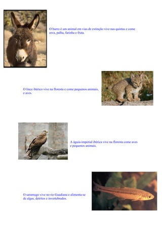 O burro é um animal em vias de extinção vive nas quintas e come
erva, palha, farinha e fruta.

O lince ibérico vive na floresta e come pequenos animais,
e aves.

A águia-imperial ibérica vive na floresta come aves
e pequenos animais.

O saramugo vive no rio Guadiana e alimenta-se
de algas, detritos e invertebrados.

 