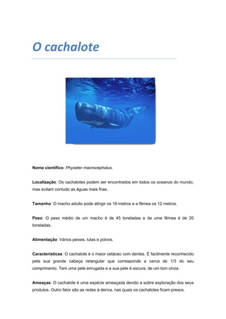 O cachalote 
 

Nome científico: Physeter macrocephalus.

Localização: Os cachalotes podem ser encontrados em todos os oceanos do mundo,
mas evitam contudo as águas mais frias.

Tamanho: O macho adulto pode atingir os 18 metros e a fêmea os 12 metros.

Peso: O peso médio de um macho é de 45 toneladas e de uma fêmea é de 20
toneladas.

Alimentação: Vários peixes, lulas e polvos.

Características: O cachalote é o maior cetáceo com dentes. É facilmente reconhecido
pela sua grande cabeça retangular que corresponde a cerca de 1/3 do seu
comprimento. Tem uma pele enrugada e a sua pele é escura, de um tom cinza.

Ameaças: O cachalote é uma espécie ameaçada devido a sobre exploração dos seus
produtos. Outro fator são as redes à deriva, nas quais os cachalotes ficam presos.

 