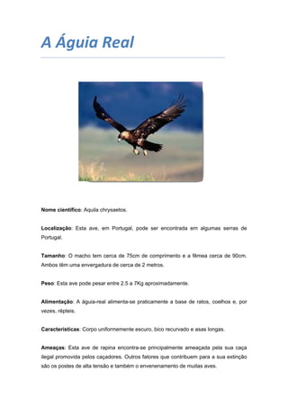 A Águia Real 
 

Nome científico: Aquila chrysaetos.

Localização: Esta ave, em Portugal, pode ser encontrada em algumas serras de
Portugal.

Tamanho: O macho tem cerca de 75cm de comprimento e a fêmea cerca de 90cm.
Ambos têm uma envergadura de cerca de 2 metros.

Peso: Esta ave pode pesar entre 2.5 a 7Kg aproximadamente.

Alimentação: A águia-real alimenta-se praticamente a base de ratos, coelhos e, por
vezes, répteis.

Características: Corpo uniformemente escuro, bico recurvado e asas longas.

Ameaças: Esta ave de rapina encontra-se principalmente ameaçada pela sua caça
ilegal promovida pelos caçadores. Outros fatores que contribuem para a sua extinção
são os postes de alta tensão e também o envenenamento de muitas aves.

 