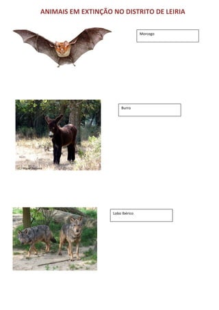 ANIMAIS EM EXTINÇÃO NO DISTRITO DE LEIRIA 
                                                                                                 
Morcego 
 
 
 
 
 
 
 
                                                                                
Burro 
 
 
 
 
 
 
 
 
 
 
 
 
 
 
 
 
 
 

Lobo Ibérico 

 