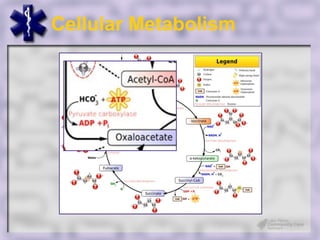 Cellular Metabolism
 