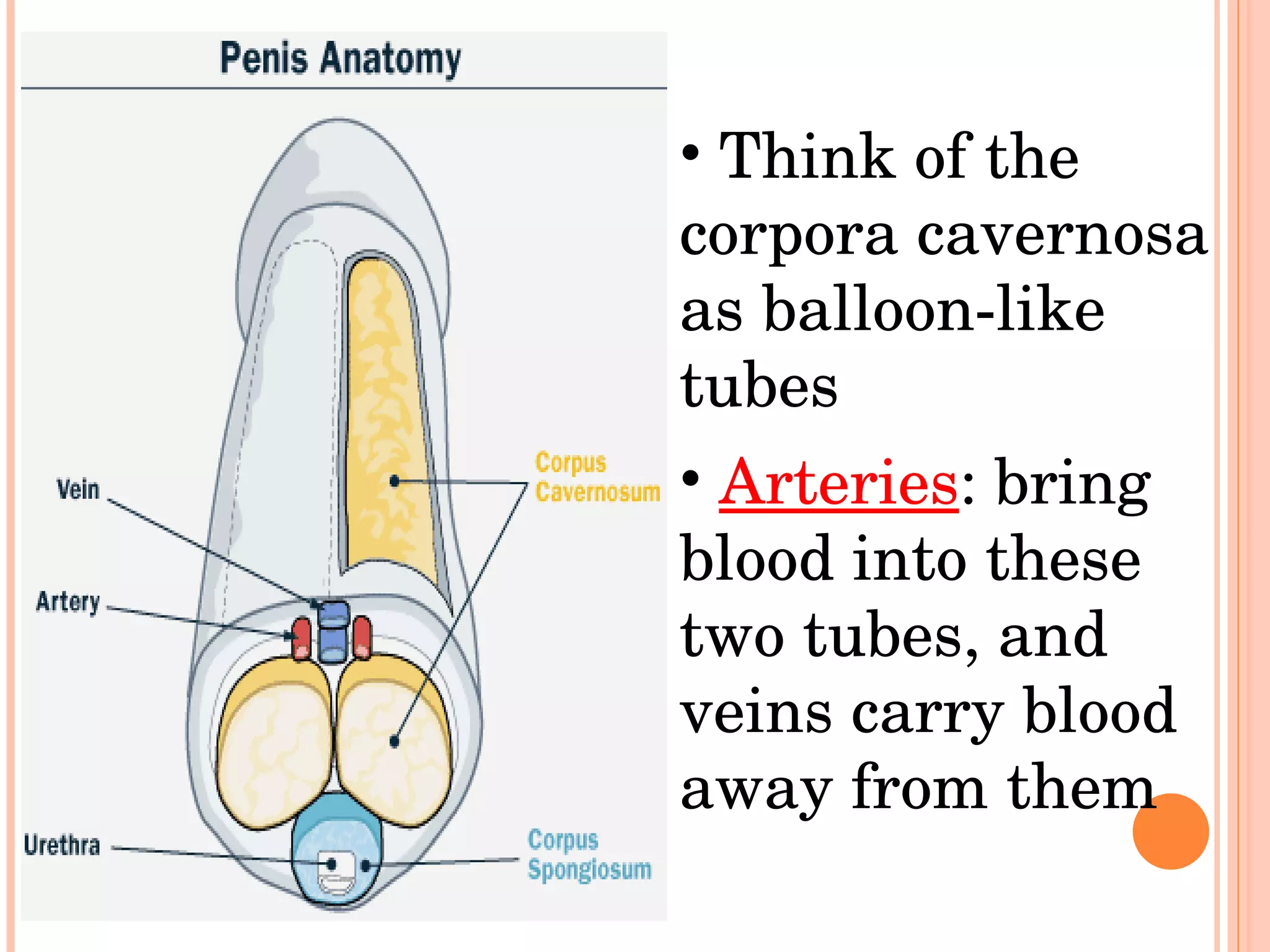 Think of the corpora cavernosa as balloon-like  tubes Arteries : bring blood into these two tubes, and veins carry blood away from them 