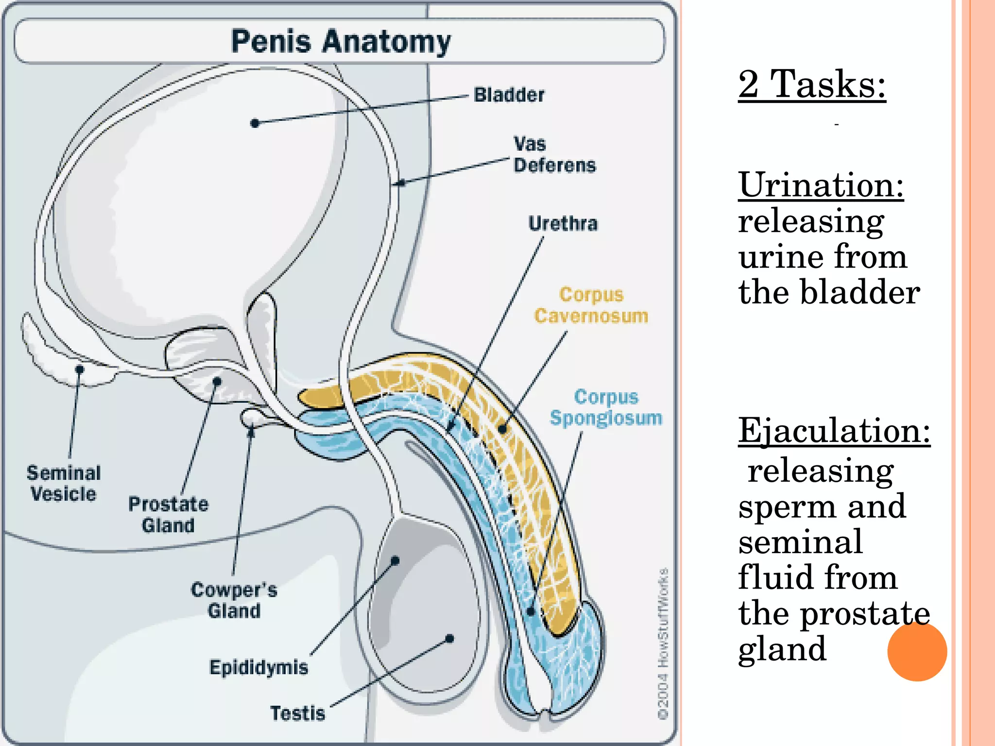 2 Tasks: Urination:  releasing urine from the bladder Ejaculation:   releasing sperm and seminal fluid from the prostate gland  