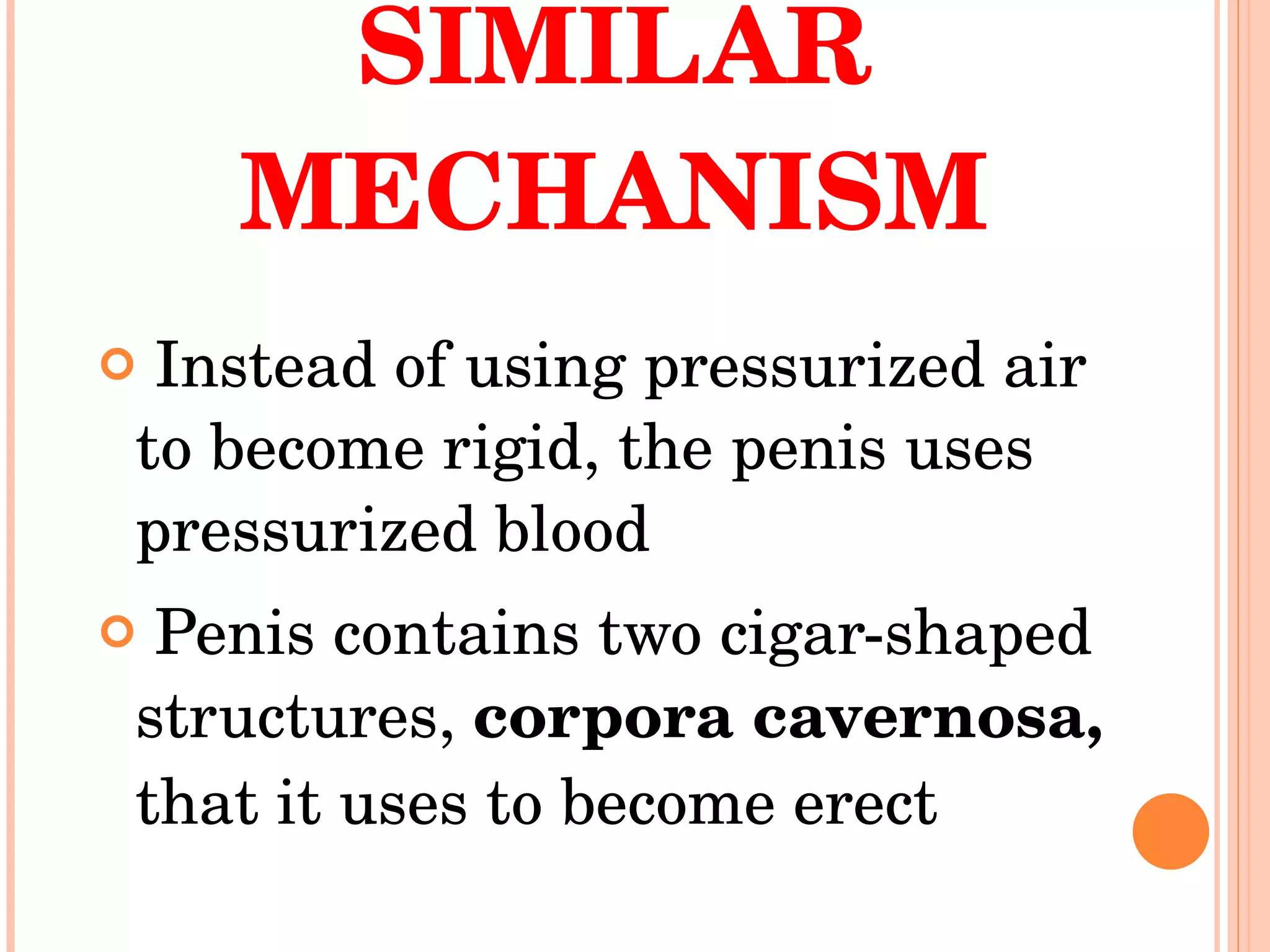 PENIS USES A SIMILAR MECHANISM Instead of using pressurized air to become rigid, the penis uses pressurized blood Penis contains two cigar-shaped structures,  corpora cavernosa,  that it uses to become erect  