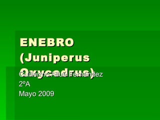 ENEBRO (Juniperus Oxycedrus) Guillermo Allué Fernández 2ºA Mayo 2009 