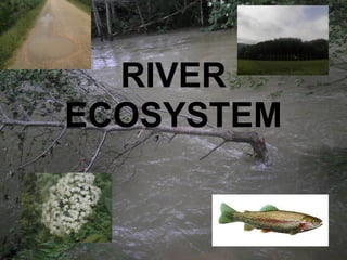 RIVER
ECOSYSTEM
 