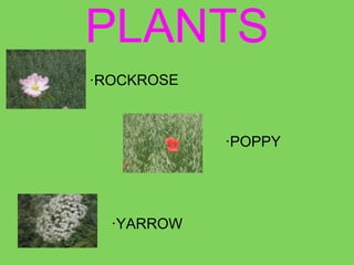 PLANTS
·ROCKROSE
·POPPY
·YARROW
 