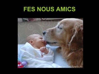 FES NOUS AMICS 