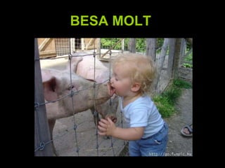 BESA MOLT   