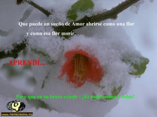 APRENDÍ...
Pero que en su breve existir : ¡Es todo aroma y color!
Que puede un sueño de Amor abrirse como una flor
y como esa flor morir.
 