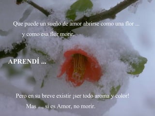 APRENDÍ ... Pero en su breve existir ¡ser todo aroma y color! Mas ..., si es Amor, no morir. Que puede un sueño de amor abrirse como una flor ... y como esa flor morir. 