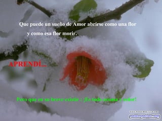 APRENDÍ... Pero que en su breve existir : ¡Es todo aroma y color! Que puede un sueño de Amor abrirse como una flor y como esa flor morir.