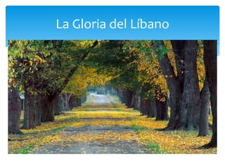 La Gloria del Líbano
 