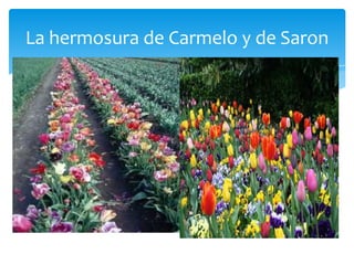 La hermosura de Carmelo y de Saron
 