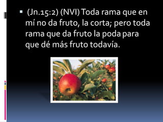  (Jn.15:2) (NVI)Toda rama que en
mí no da fruto, la corta; pero toda
rama que da fruto la podapara
que dé más fruto todavía.
 