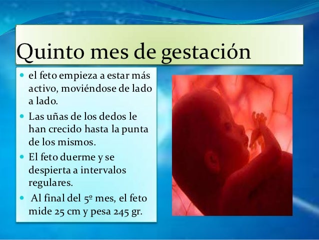 Periodo De Gestacion Priscila Ona Periodo De Gestacion Priscila Ona