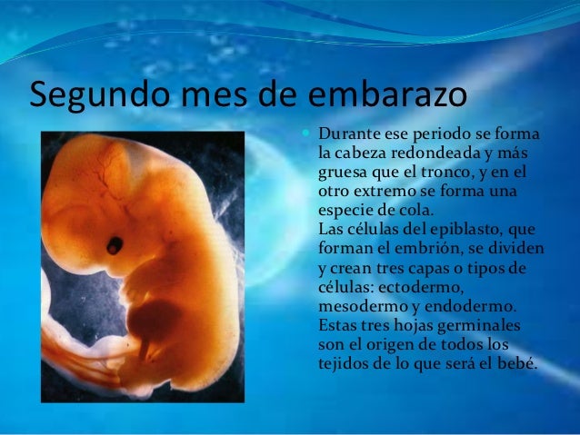 Desarrollo De Un Bebe De 2 Meses De Gestacion Consejos De Bebe Desarrollo De Un Bebe De 2 Meses De Gestacion Consejos De Bebe