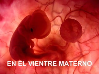 Ria slides Um feto de poucas semanas encontra-se  no interior do útero de sua mãe. EN EL VIENTRE MATERNO 