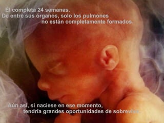 Él completa 24 semanas.  De entre sus órganos, solo los pulmones  no están completamente formados. Aún asi, si naciese en ese momento,  tendría grandes oportunidades de sobrevivir. 
