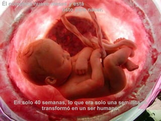 Él completa nueve meses y está  listo para nacer.  En solo 40 semanas, lo que era solo una semillita se transformó en un ser humano. 