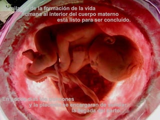 El milagro de la formación de la vida  humana al interior del cuerpo materno  está listo para ser concluído.  En pocos dias los pulmones  y la placenta se encargaran de señalar  la llegada del parto... 