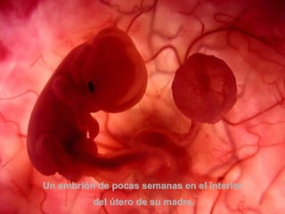 Un embrión de pocas semanas en el interior del útero de su madre. 