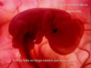 Está en el início de su  desarrollo.  Aún le falta un largo camino por recorrer.  