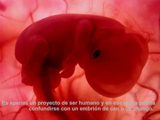 Es apenas un proyecto de ser humano y en esa etápa podría  confundirse con un embrión de can o de chango. 
