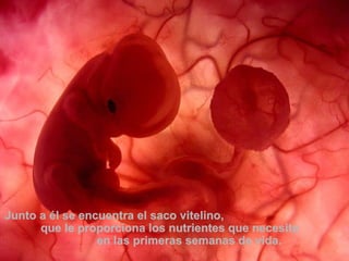 Junto a él se encuentra el saco vitelino,  que le proporciona los nutrientes que necesita  en las primeras semanas de vida.  