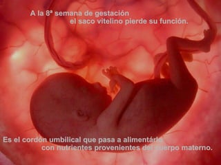 A la 8ª semana de gestación  el saco vitelino pierde su función.  Es el cordón umbilical que pasa a alimentárlo  con nutrientes provenientes del cuerpo materno. 