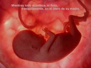 Mientras todo acontece, él flota,  tranquilamente, en el útero de su madre. 