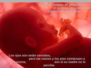 En la 16ª semana de gestación  él ya tiene casi todos sus órganos desarrollados. Los ojos aún están cerrados,  pero las manos y los pies comienzan a moverse,  aún si su madre no lo percibe. 