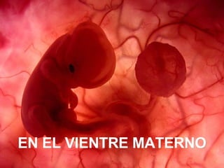 Ria slides Um feto de poucas semanas encontra-se  no interior do útero de sua mãe. EN EL VIENTRE MATERNO 