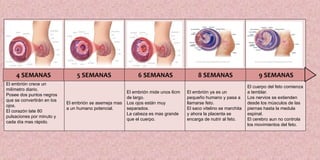 El embrión crece un
milímetro diario.
Posee dos puntos negros
que se convertirán en los
ojos.
El corazón late 80
pulsaciones por minuto y
cada día mas rápido.
El embrión se asemeja mas
a un humano potencial.
El embrión mide unos 6cm
de largo.
Los ojos están muy
separados.
La cabeza es mas grande
que el cuerpo.
El embrión ya es un
pequeño humano y pasa a
llamarse feto.
El saco vitelino se marchita
y ahora la placenta se
encarga de nutrir al feto.
El cuerpo del feto comienza
a temblar.
Los nervios se extienden
desde los músculos de las
piernas hasta la medula
espinal.
El cerebro aun no controla
los movimientos del feto.
4 SEMANAS 5 SEMANAS 6 SEMANAS 8 SEMANAS 9 SEMANAS
 